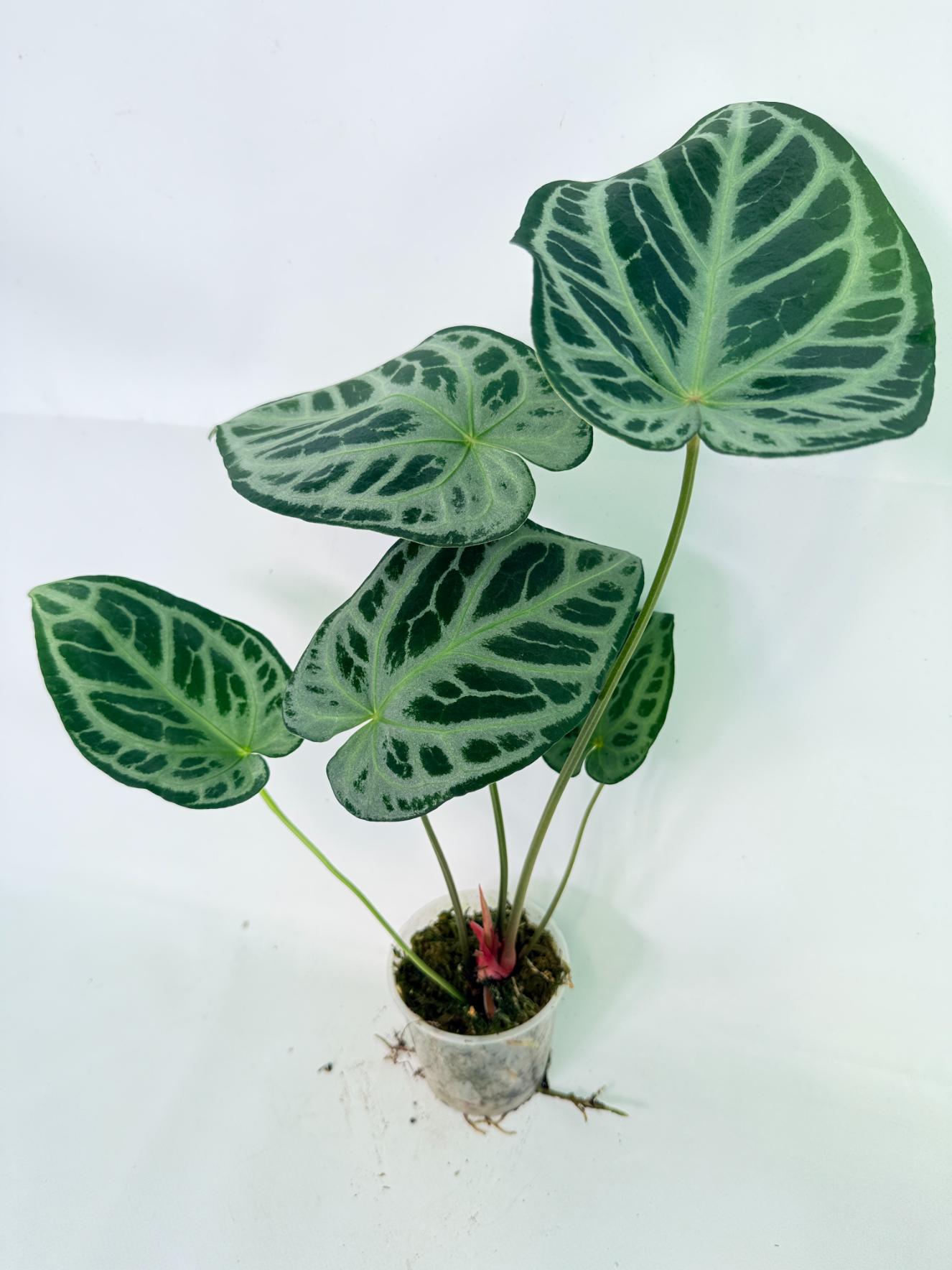 Anthurium Red Crystallinum x Silver Blush 8