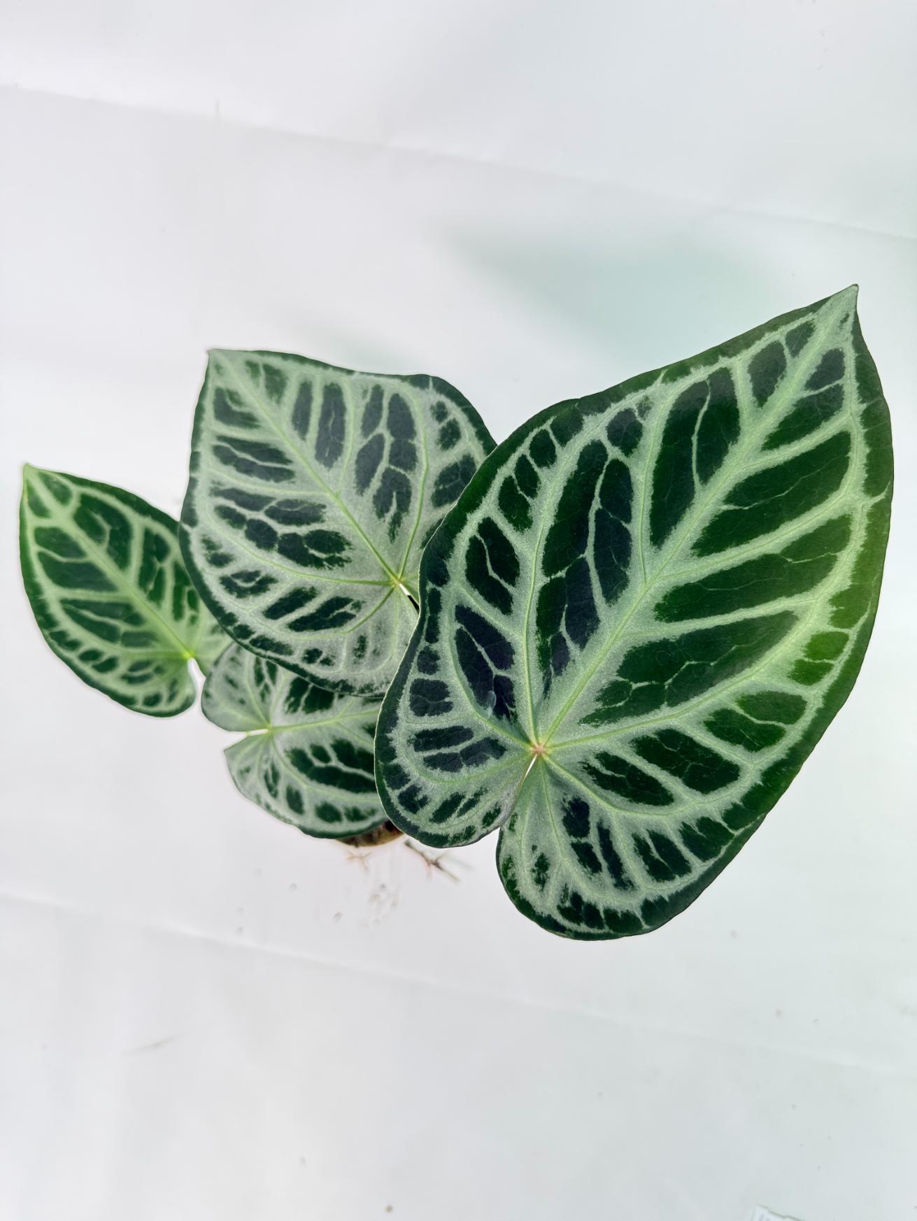 Anthurium Red Crystallinum x Silver Blush 9