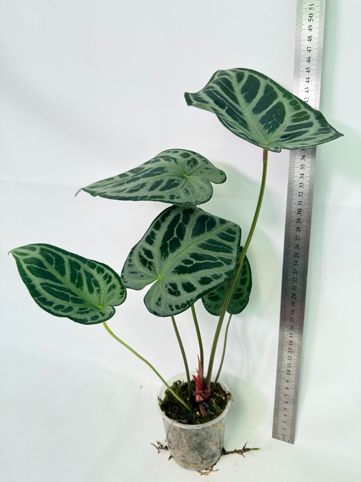 Anthurium Red Crystallinum x Silver Blush 6