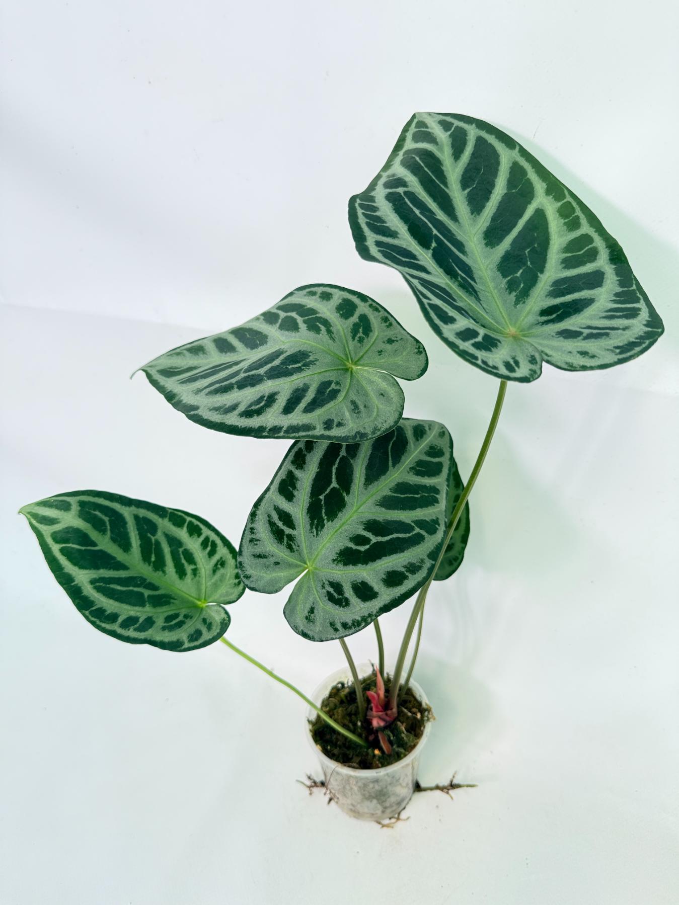 Anthurium Red Crystallinum x Silver Blush 4