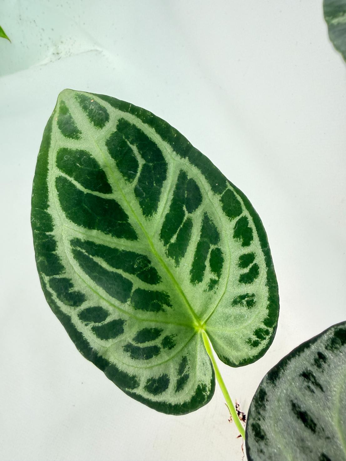 Anthurium Red Crystallinum x Silver Blush 5