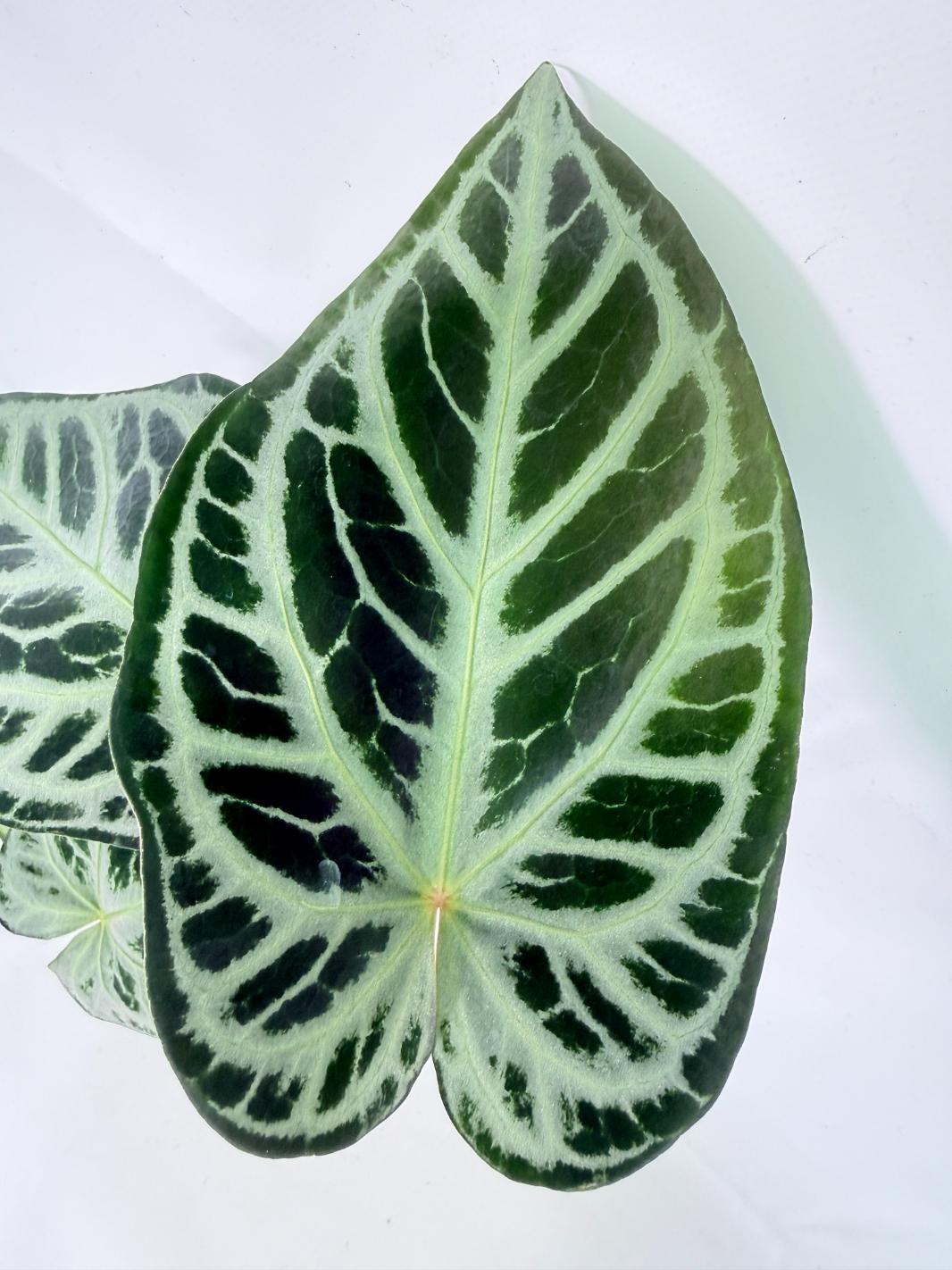 Anthurium Red Crystallinum x Silver Blush 7