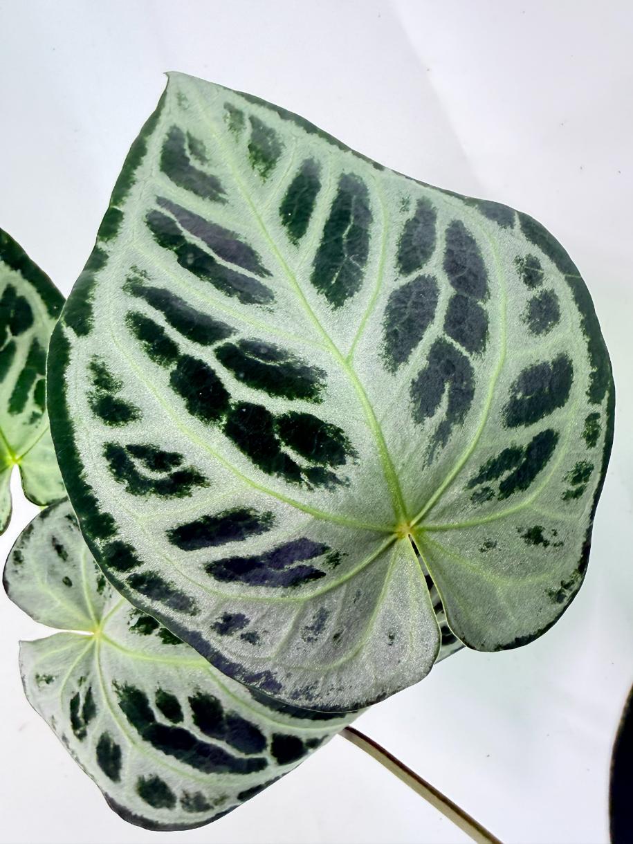 Anthurium Red Crystallinum x Silver Blush 2