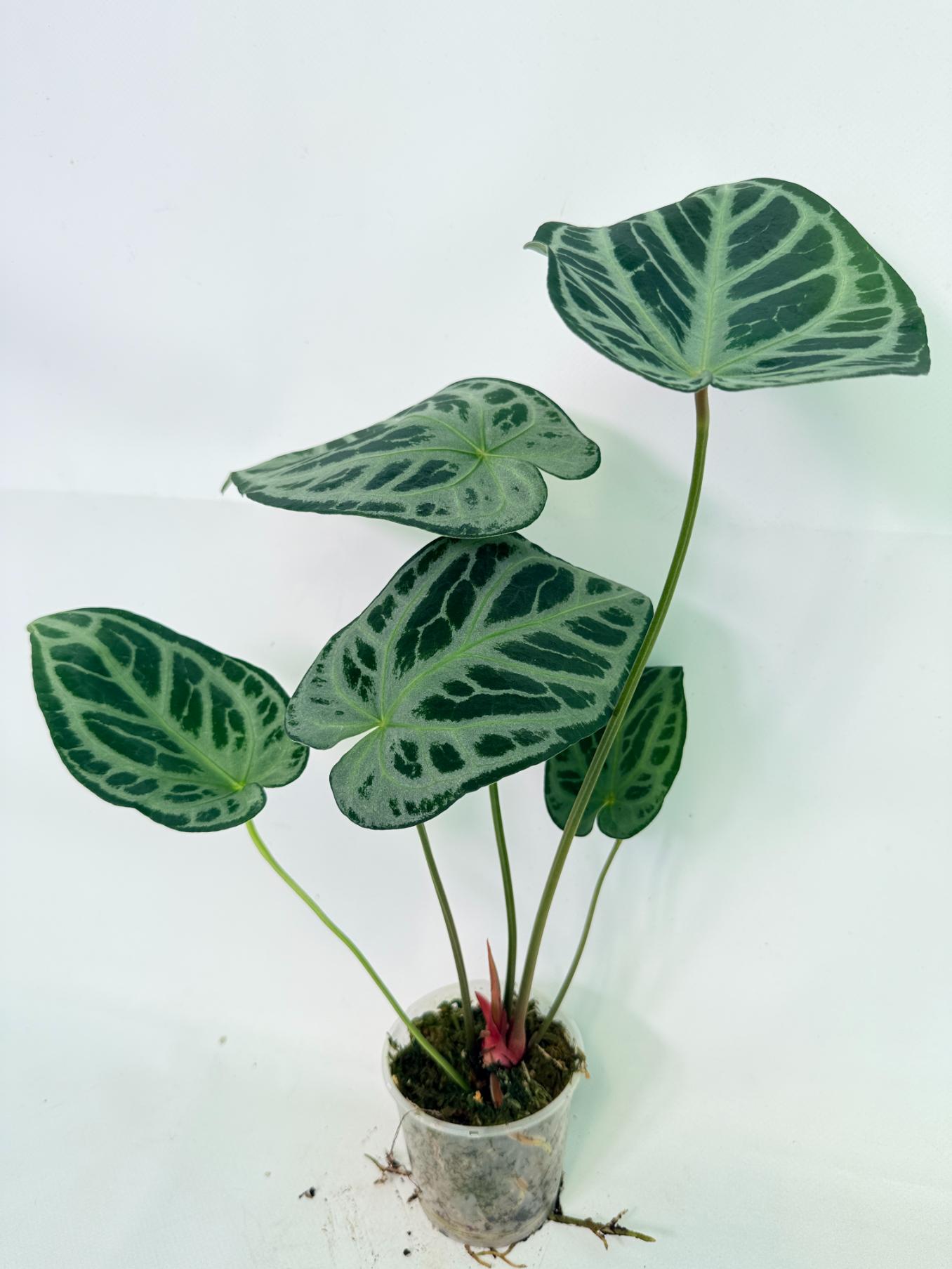 Anthurium Red Crystallinum x Silver Blush 1