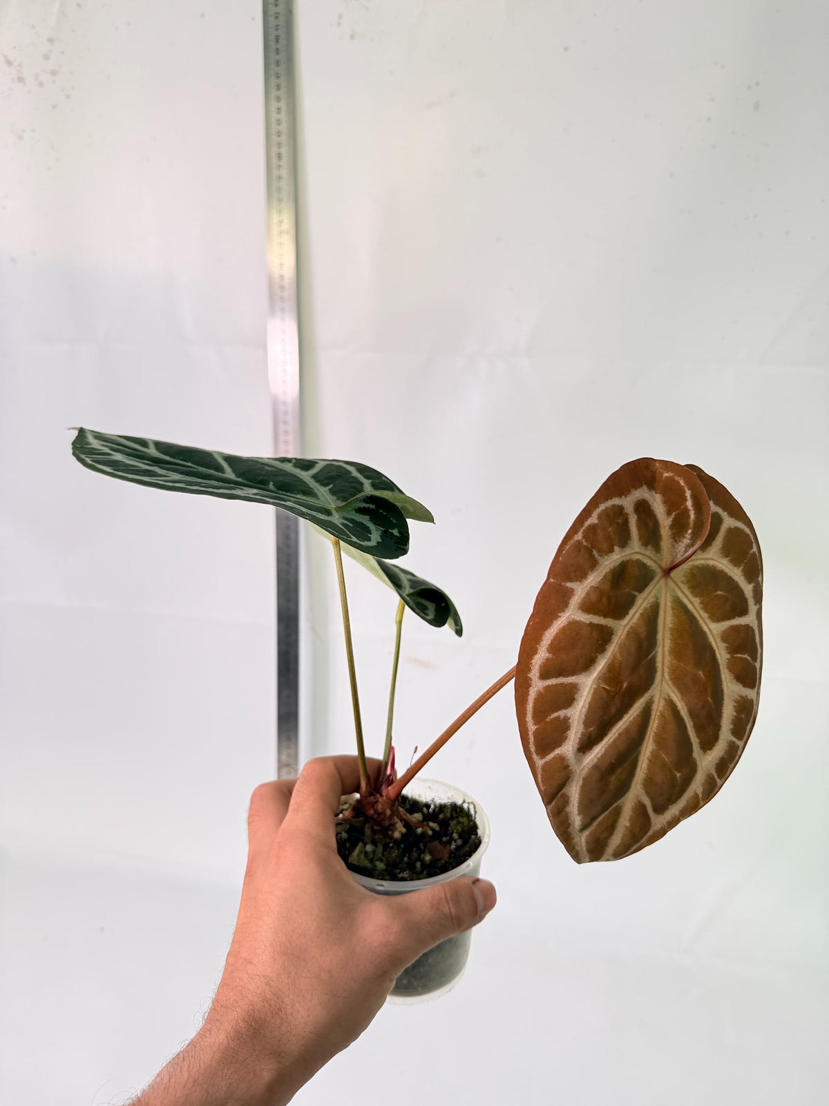 Anthurium Red Crystallinum x Silver Blush 7
