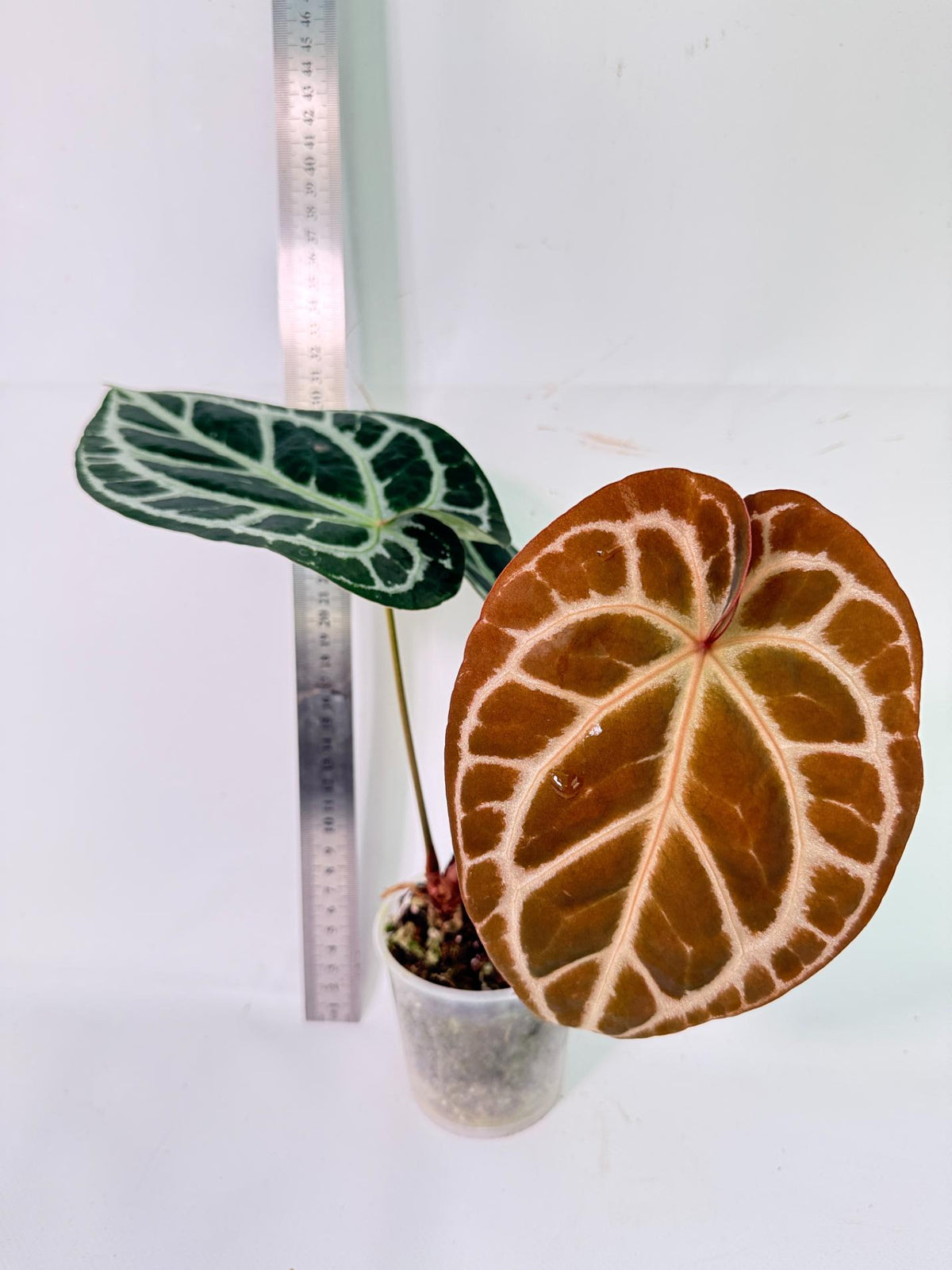 Anthurium Red Crystallinum x Silver Blush 2