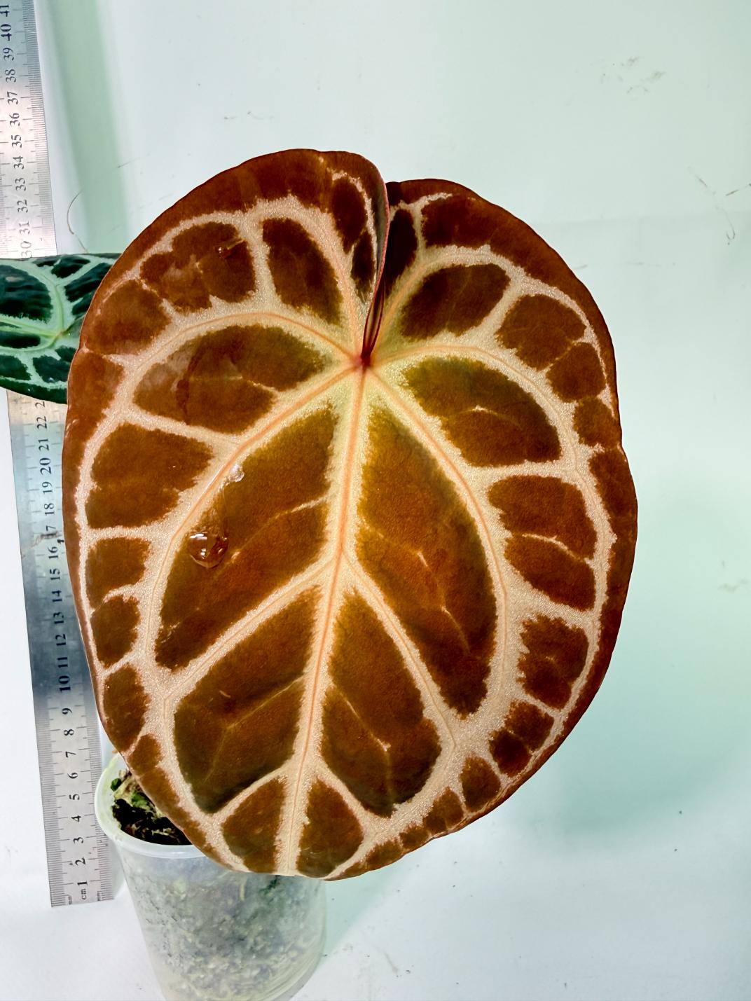 Anthurium Red Crystallinum x Silver Blush 1