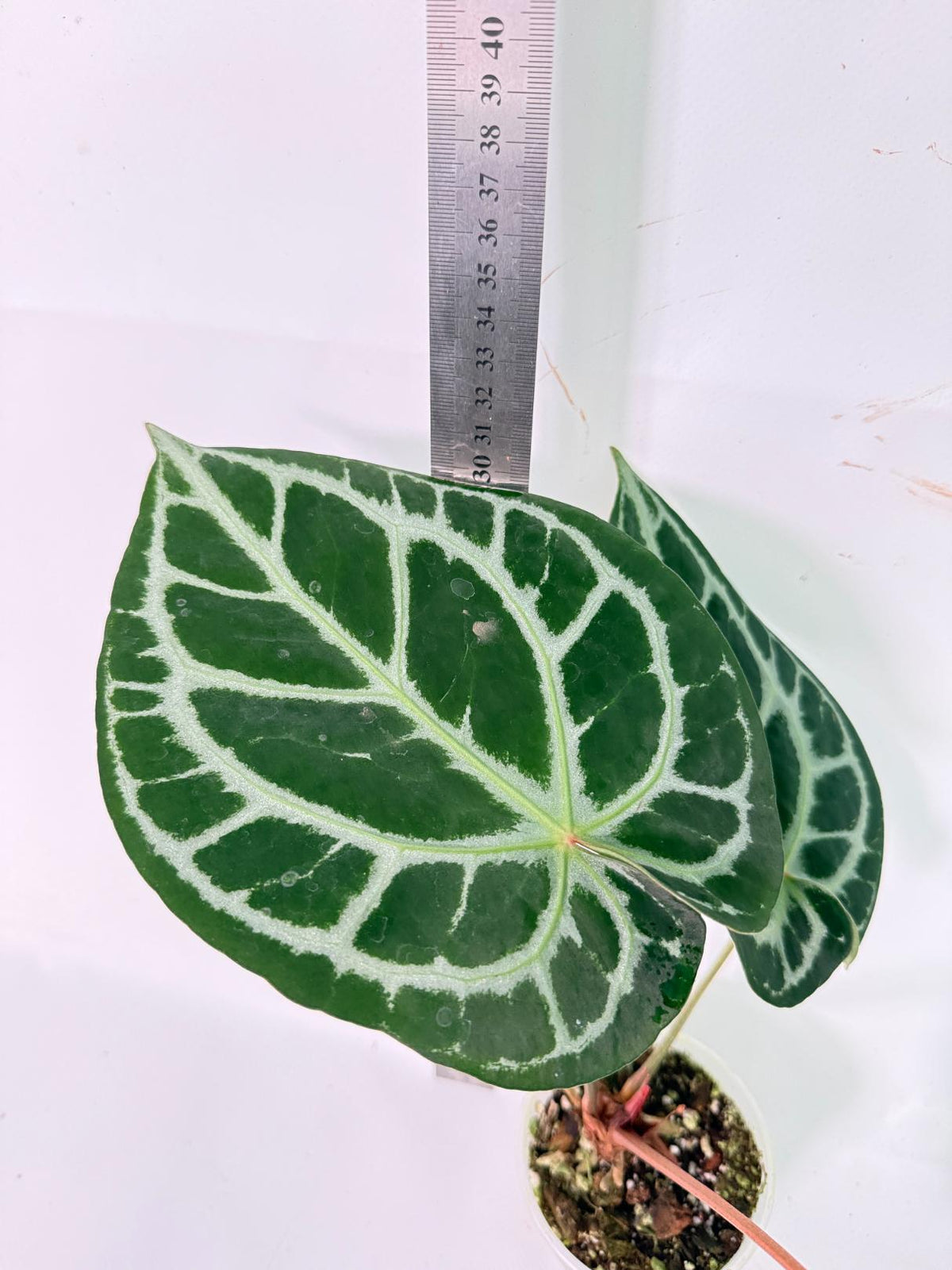 Anthurium Red Crystallinum x Silver Blush 3