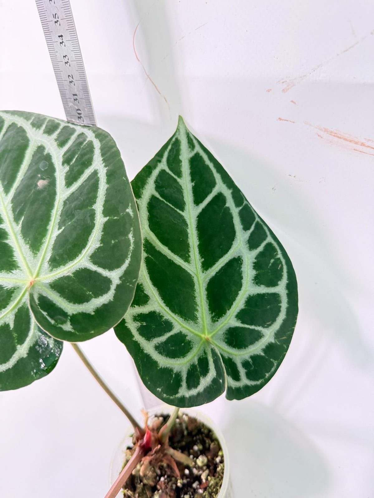 Anthurium Red Crystallinum x Silver Blush 4