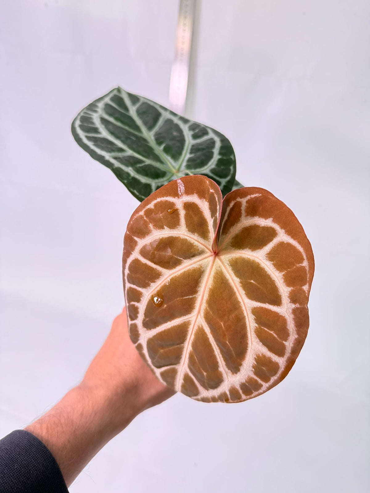 Anthurium Red Crystallinum x Silver Blush 5