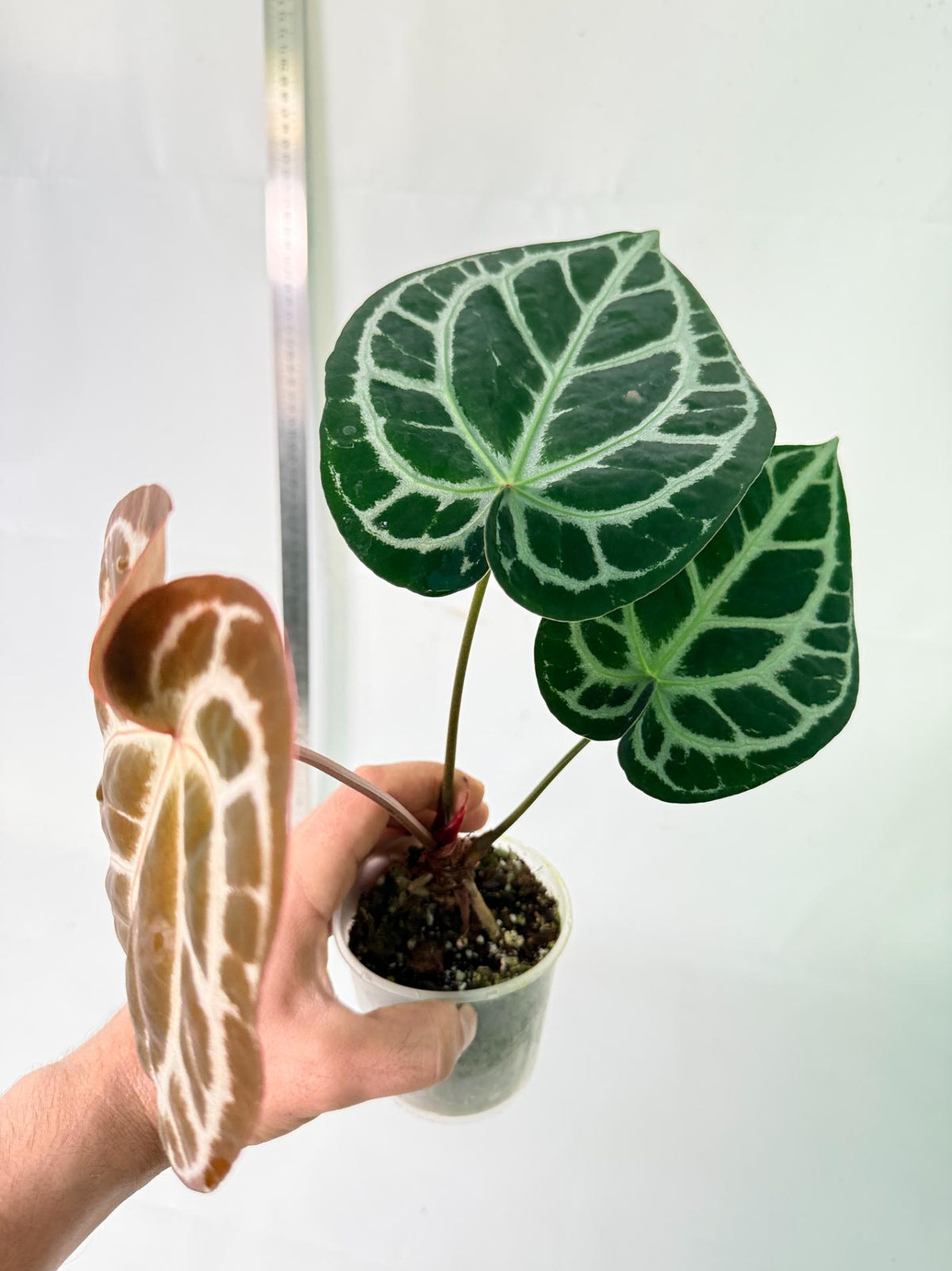 Anthurium Red Crystallinum x Silver Blush 6