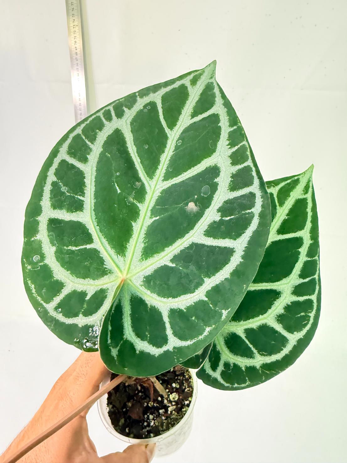 Anthurium Red Crystallinum x Silver Blush 8