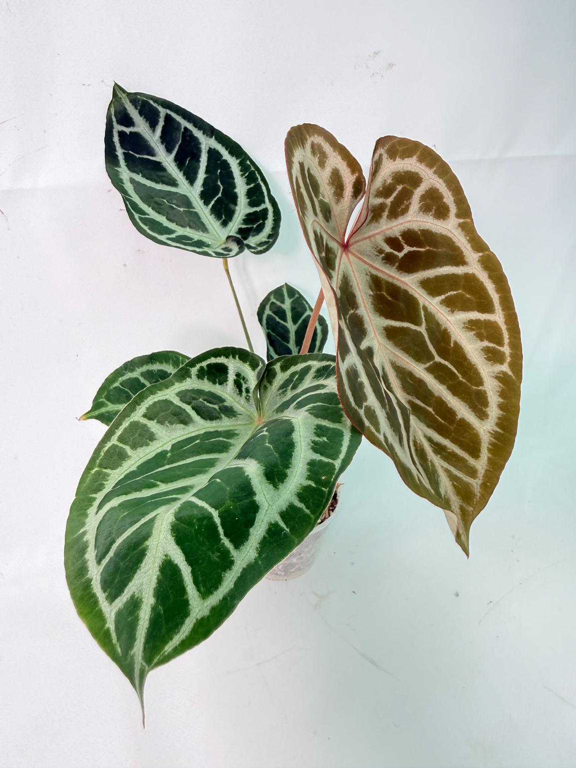 Anthurium Red Crystallinum x Silver Blush 08