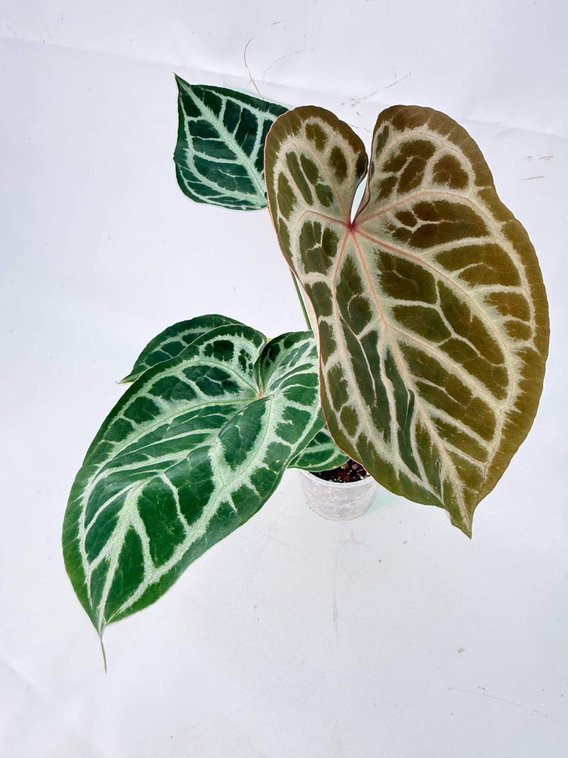 Anthurium Red Crystallinum x Silver Blush 09