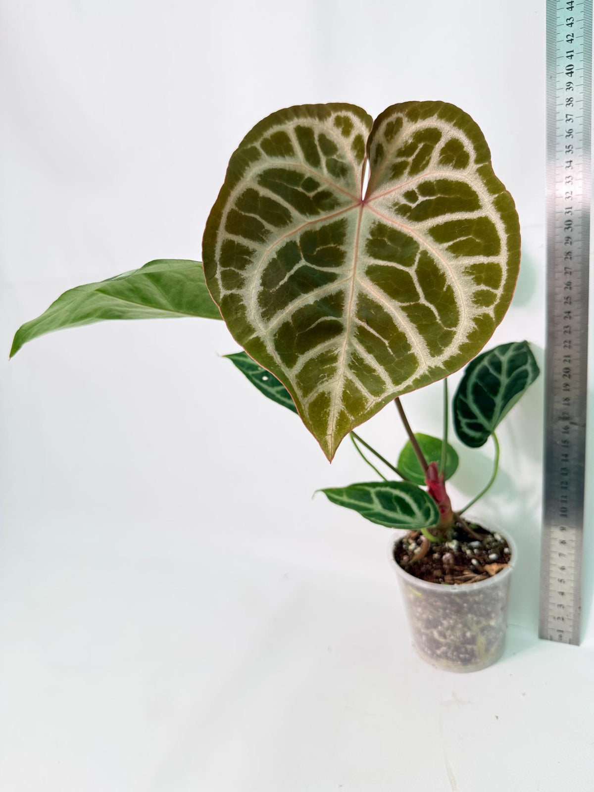 Anthurium Red Crystallinum x Silver Blush 10