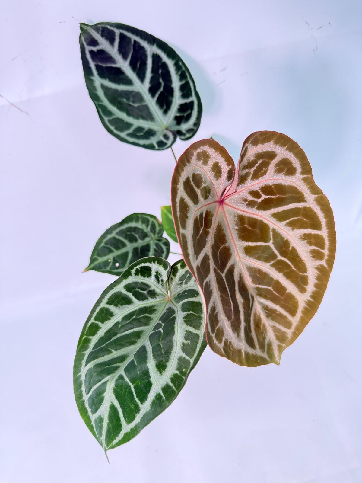 Anthurium Red Crystallinum x Silver Blush 01