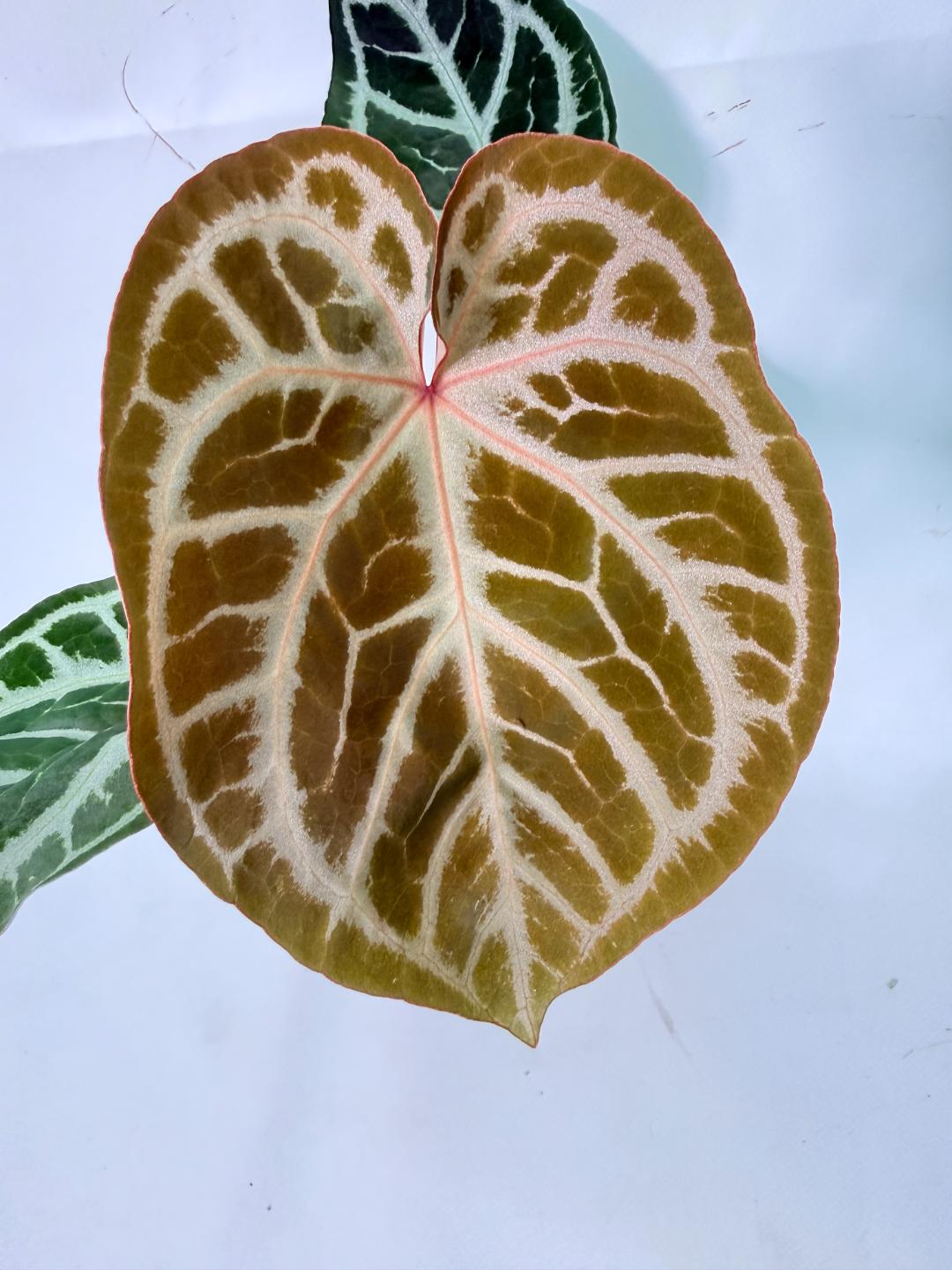Anthurium Red Crystallinum x Silver Blush 02