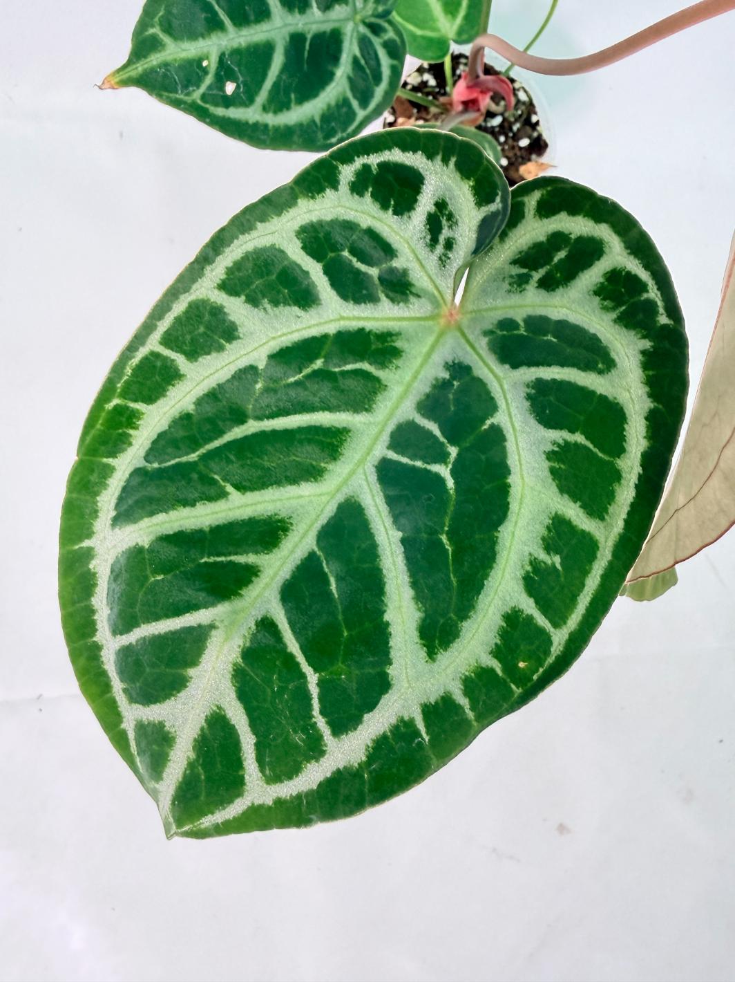 Anthurium Red Crystallinum x Silver Blush 03