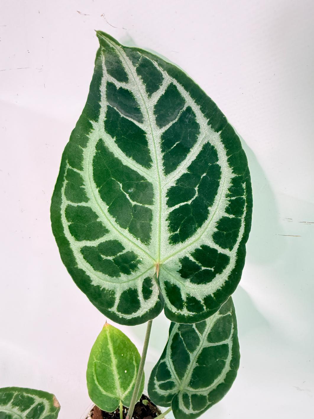 Anthurium Red Crystallinum x Silver Blush 04