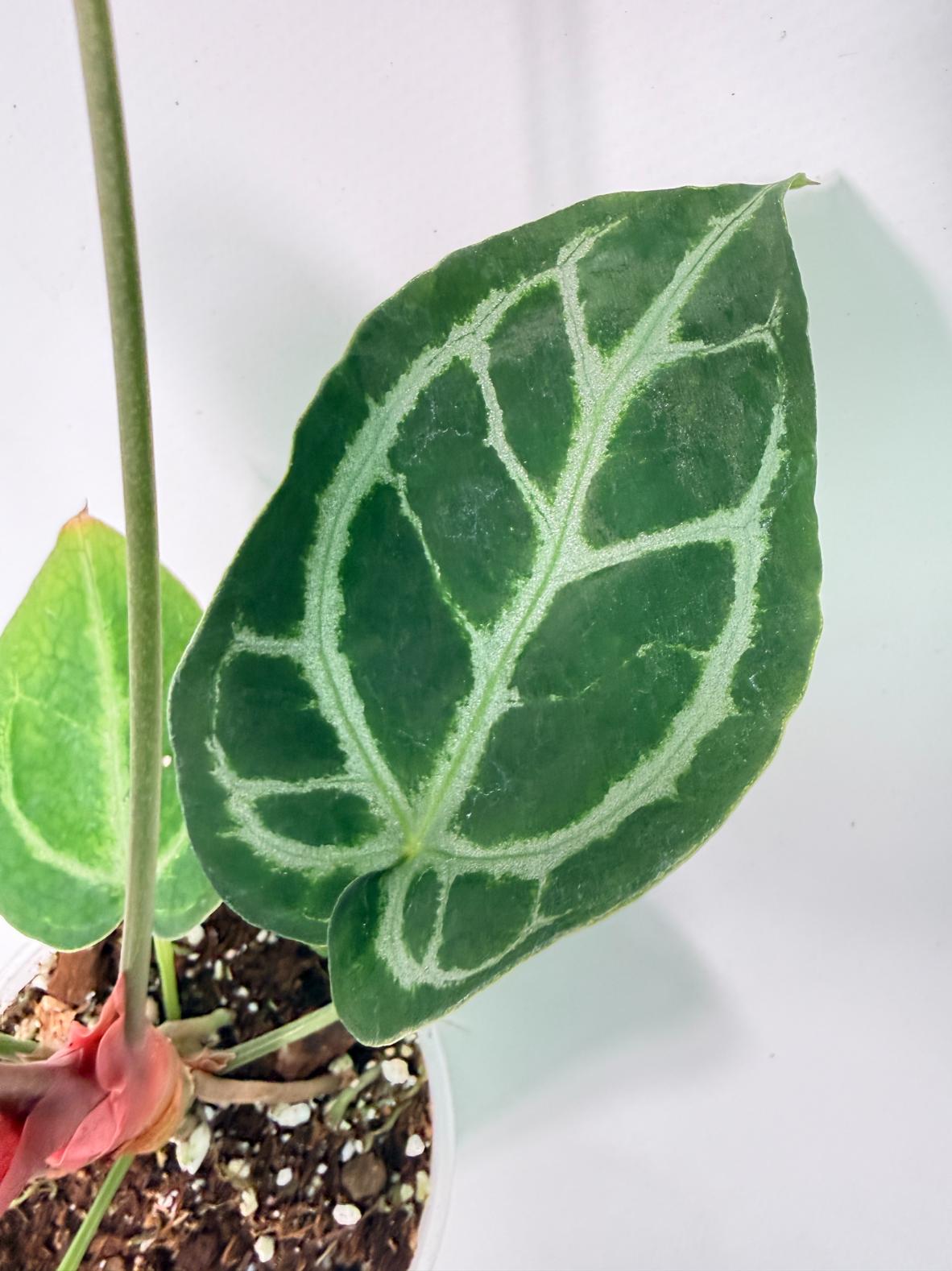 Anthurium Red Crystallinum x Silver Blush 05