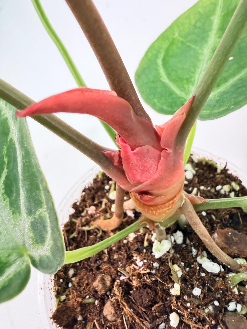 Anthurium Red Crystallinum x Silver Blush 06