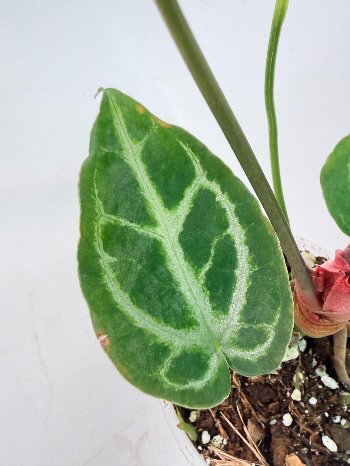 Anthurium Red Crystallinum x Silver Blush 07