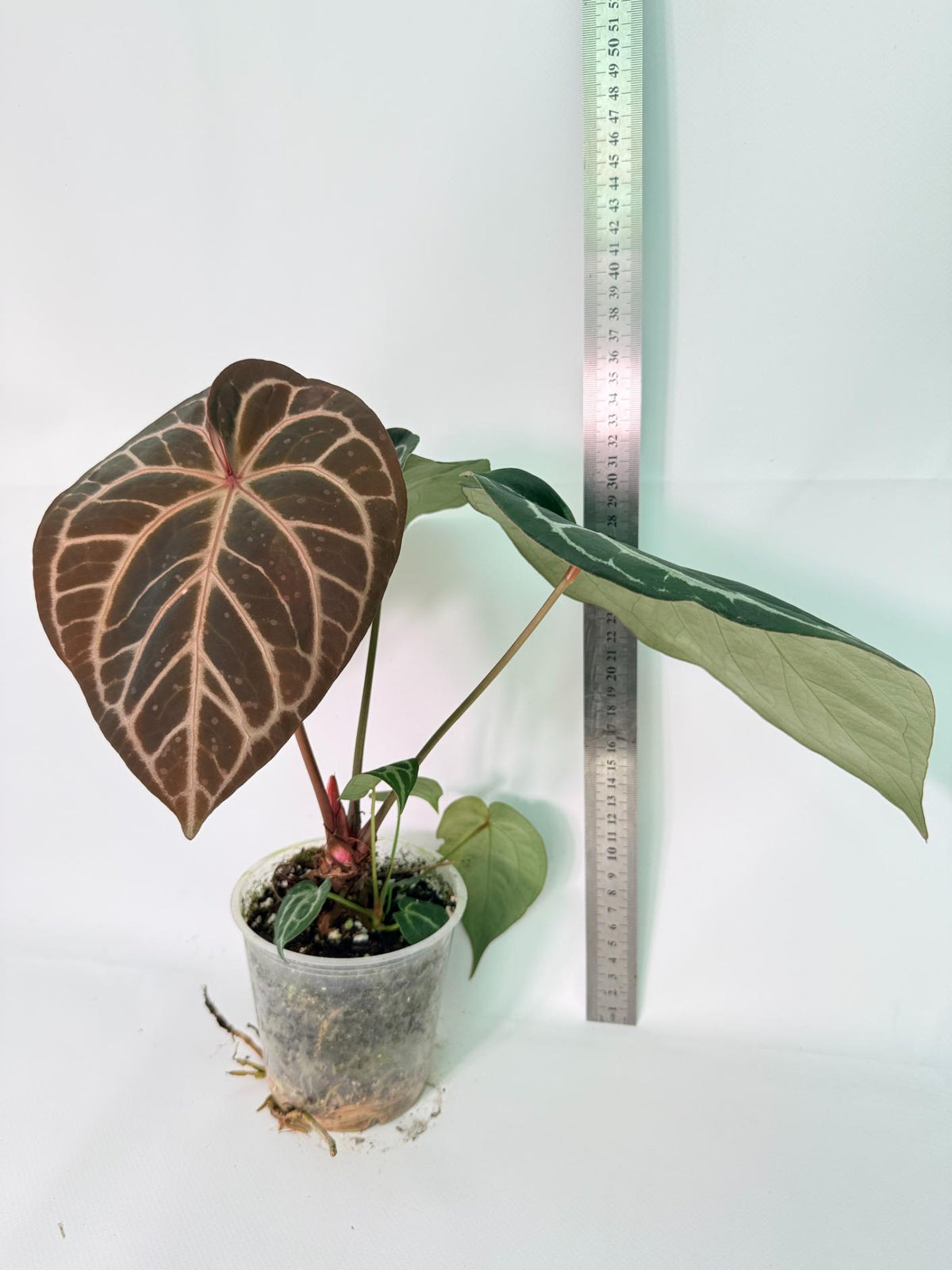 Anthurium Red Crystallinum x Silver Blush 12