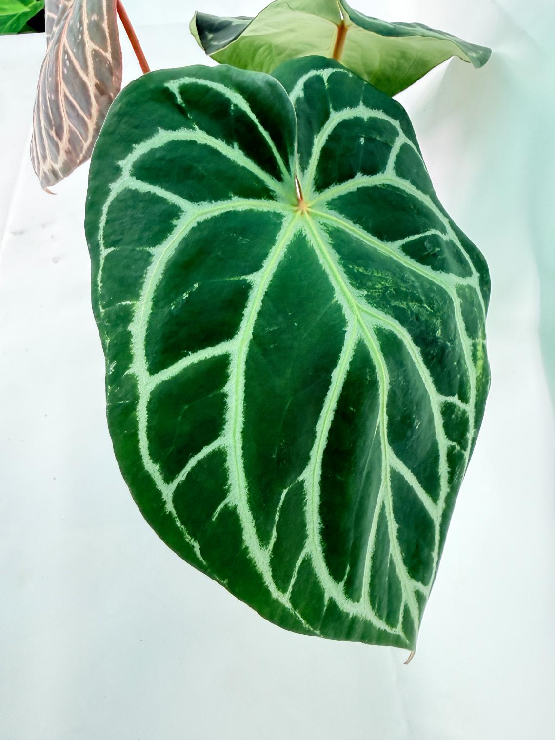 Anthurium Red Crystallinum x Silver Blush 03