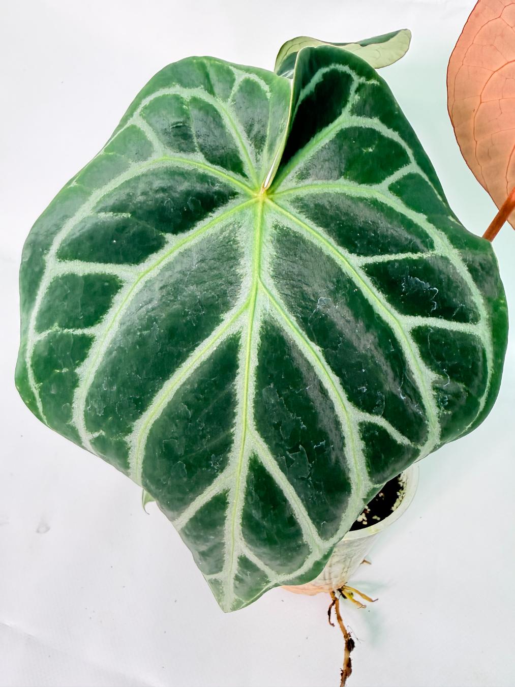 Anthurium Red Crystallinum x Silver Blush 04