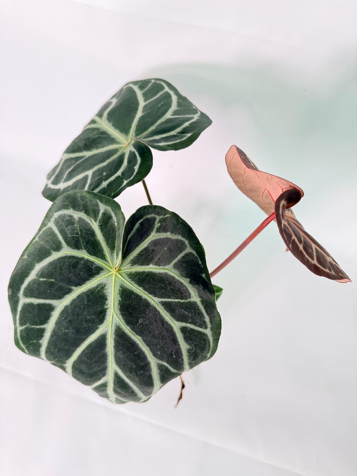 Anthurium Red Crystallinum x Silver Blush 05