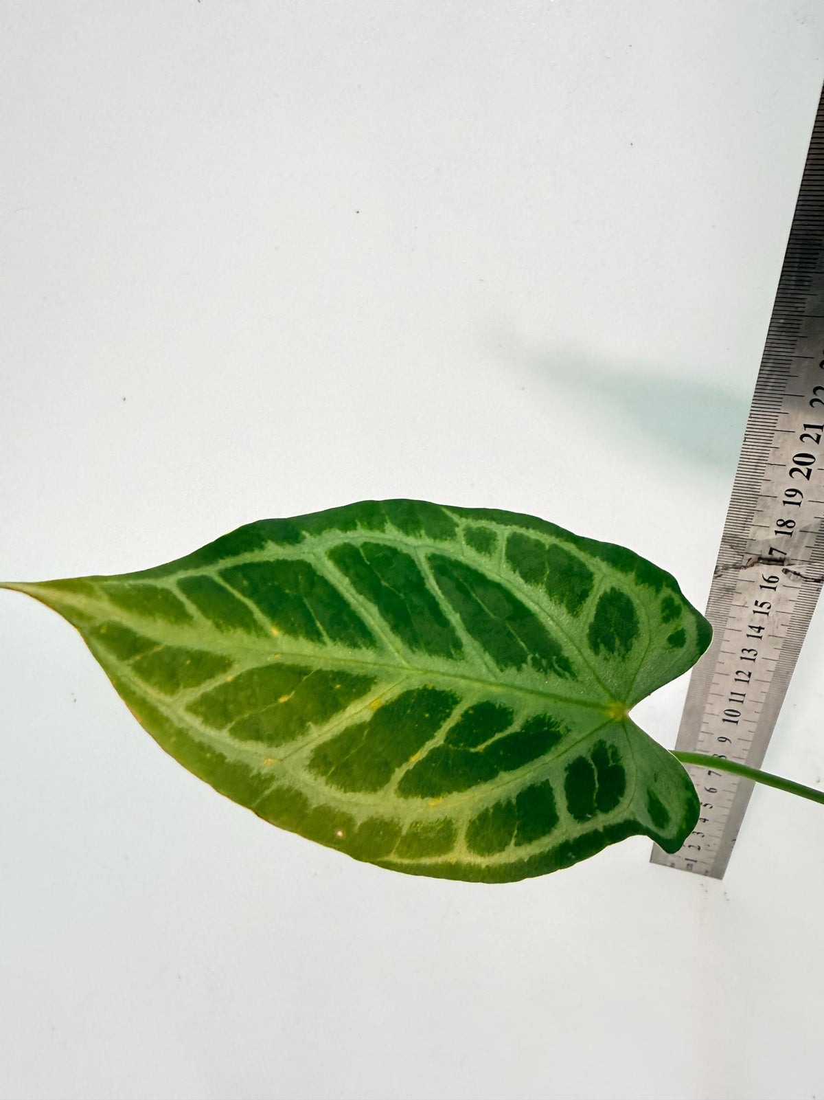 Anthurium Red Crystallinum x Silver Blush 6