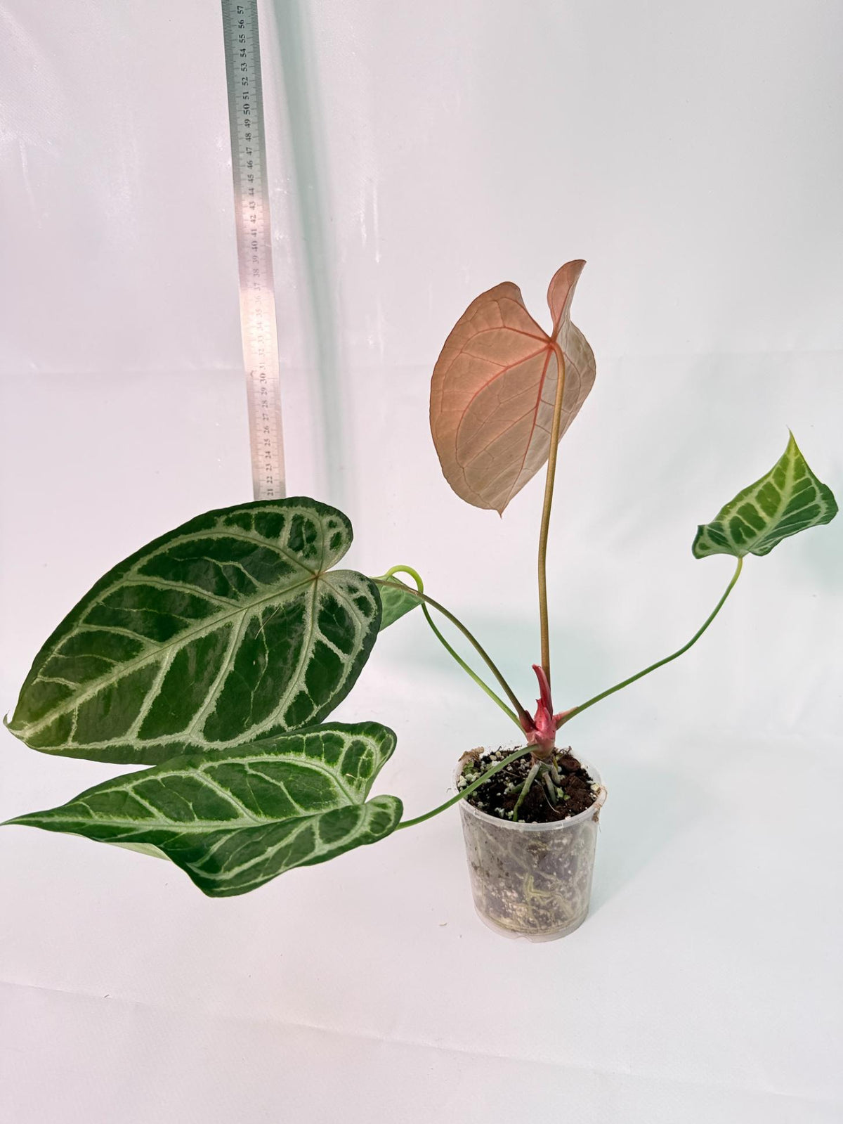 Anthurium Red Crystallinum x Silver Blush 7