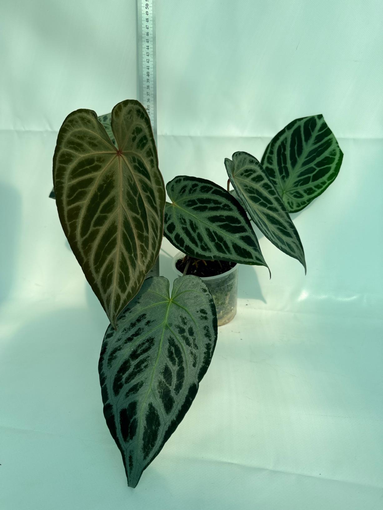 Anthurium Red Crystallinum x Silver Blush 1