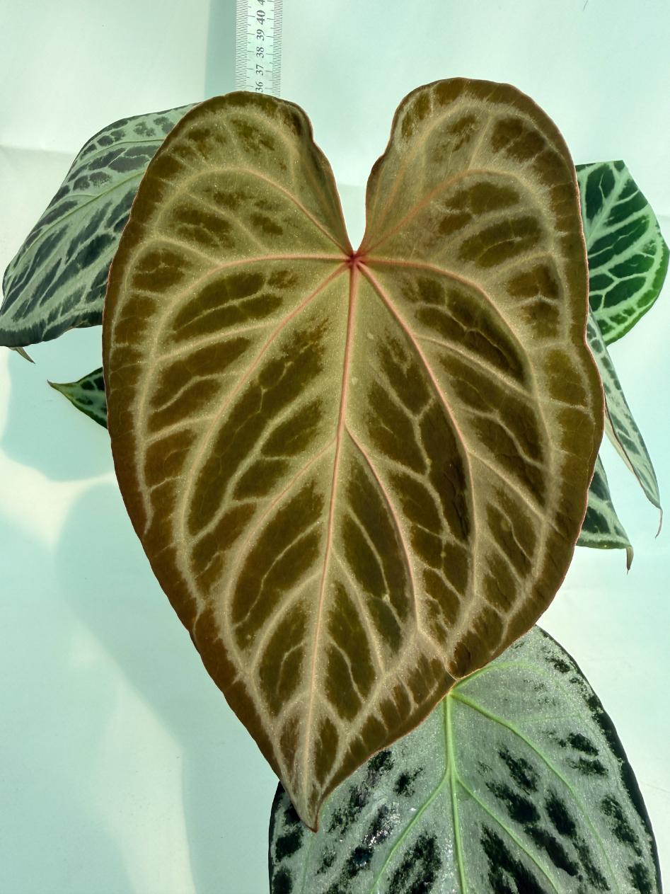 Anthurium Red Crystallinum x Silver Blush 2