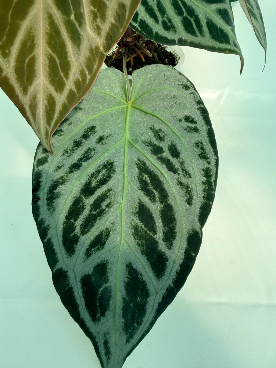 Anthurium Red Crystallinum x Silver Blush 12
