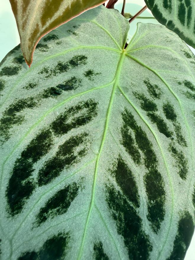 Anthurium Red Crystallinum x Silver Blush 13