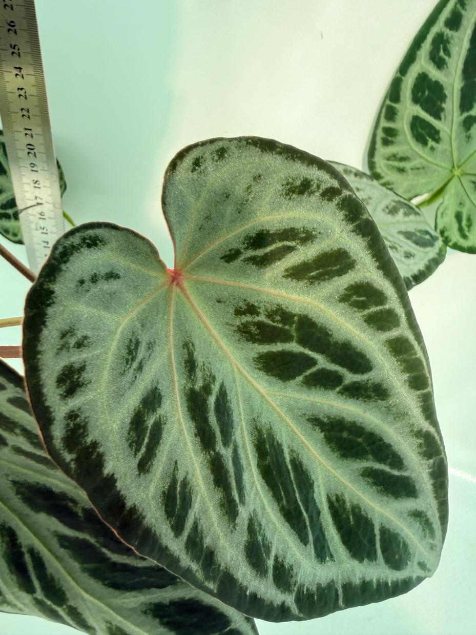 Anthurium Red Crystallinum x Silver Blush 3