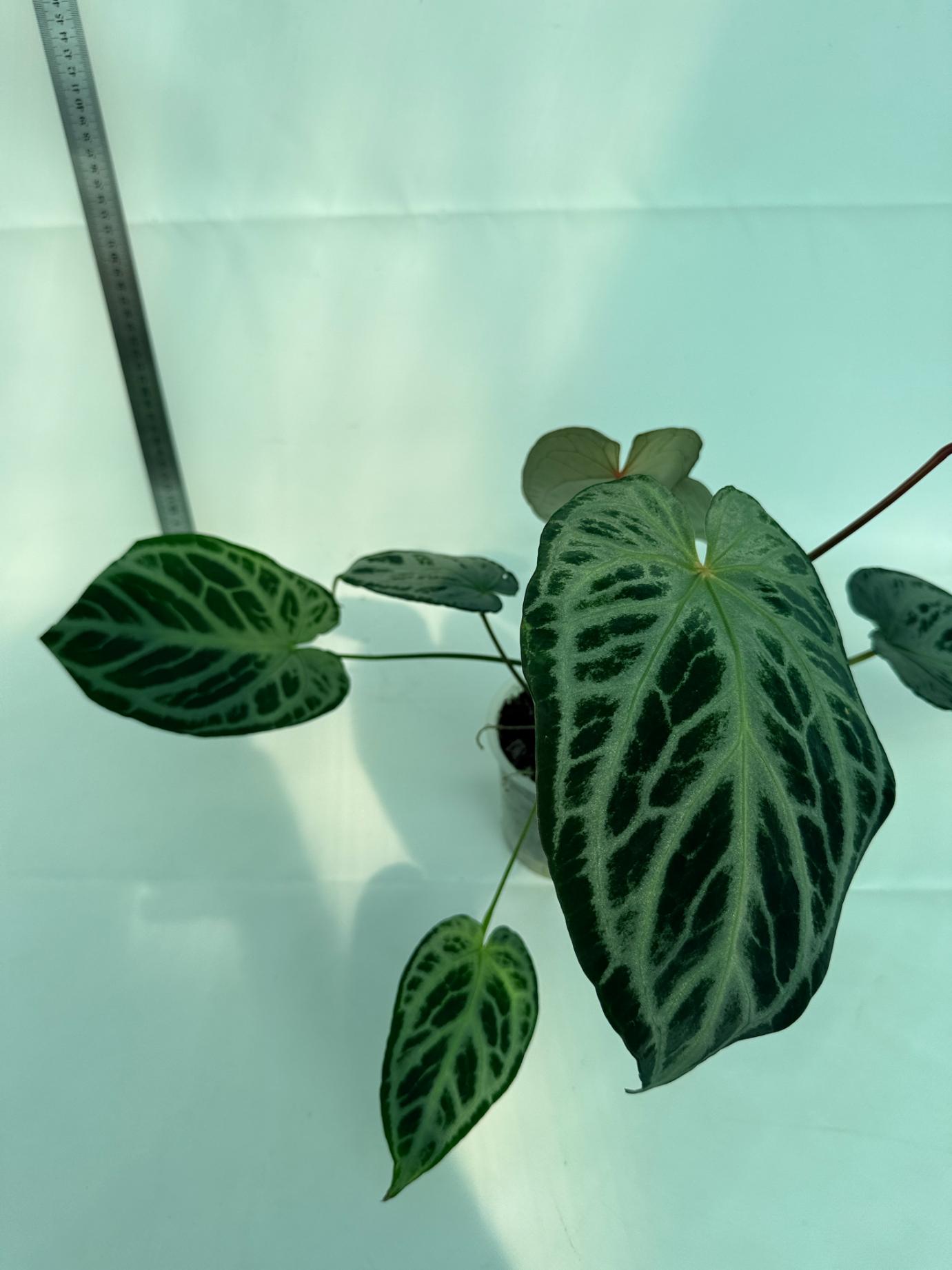 Anthurium Red Crystallinum x Silver Blush 5