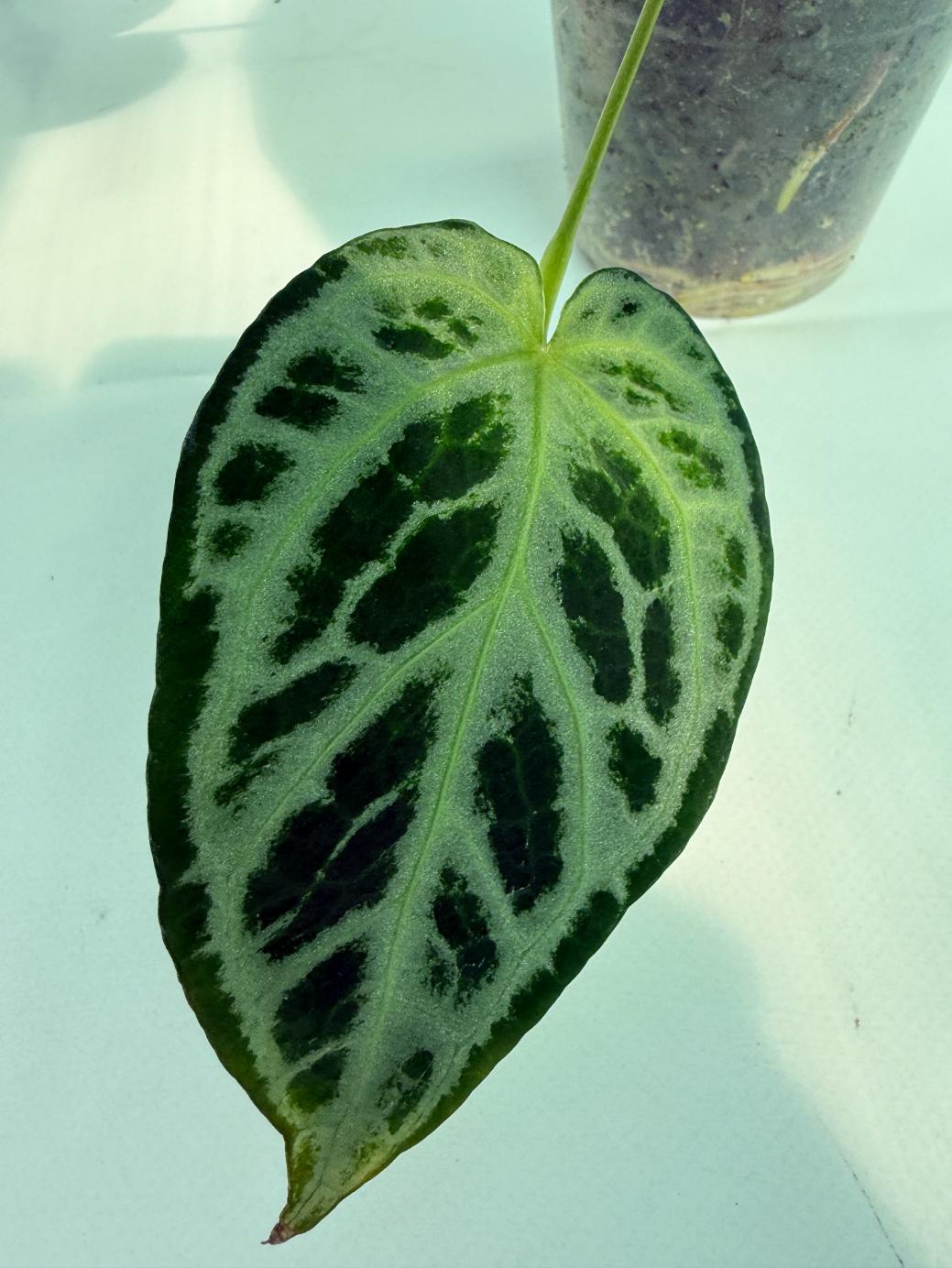 Anthurium Red Crystallinum x Silver Blush | Welovetropicalplants