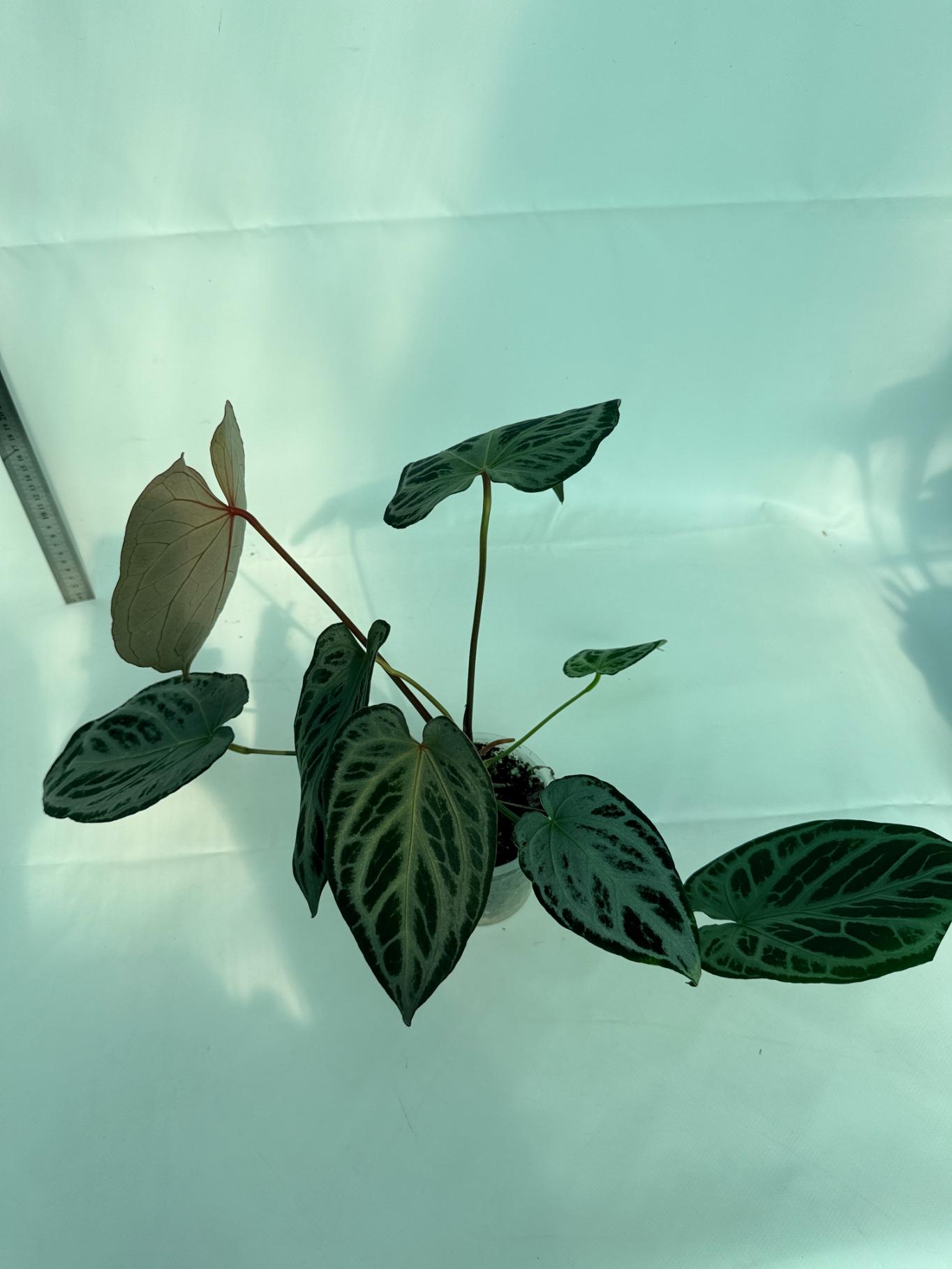 Anthurium Red Crystallinum x Silver Blush 10
