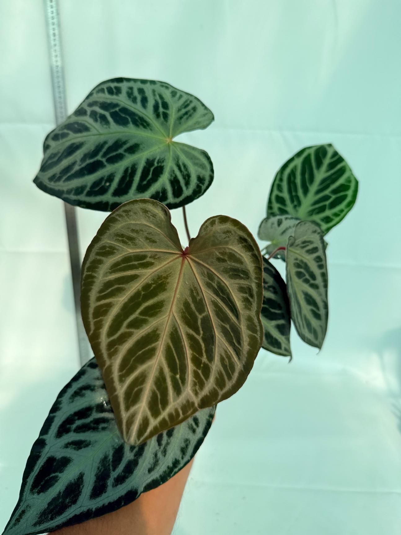 【選抜】A.Red Crystallinum × Silver Blush Anthurium Red Crystallinum x Silver Blush | Welovetropicalplants