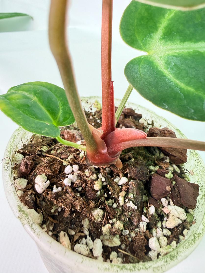 Anthurium Red Crystallinum x Dorayaki 06