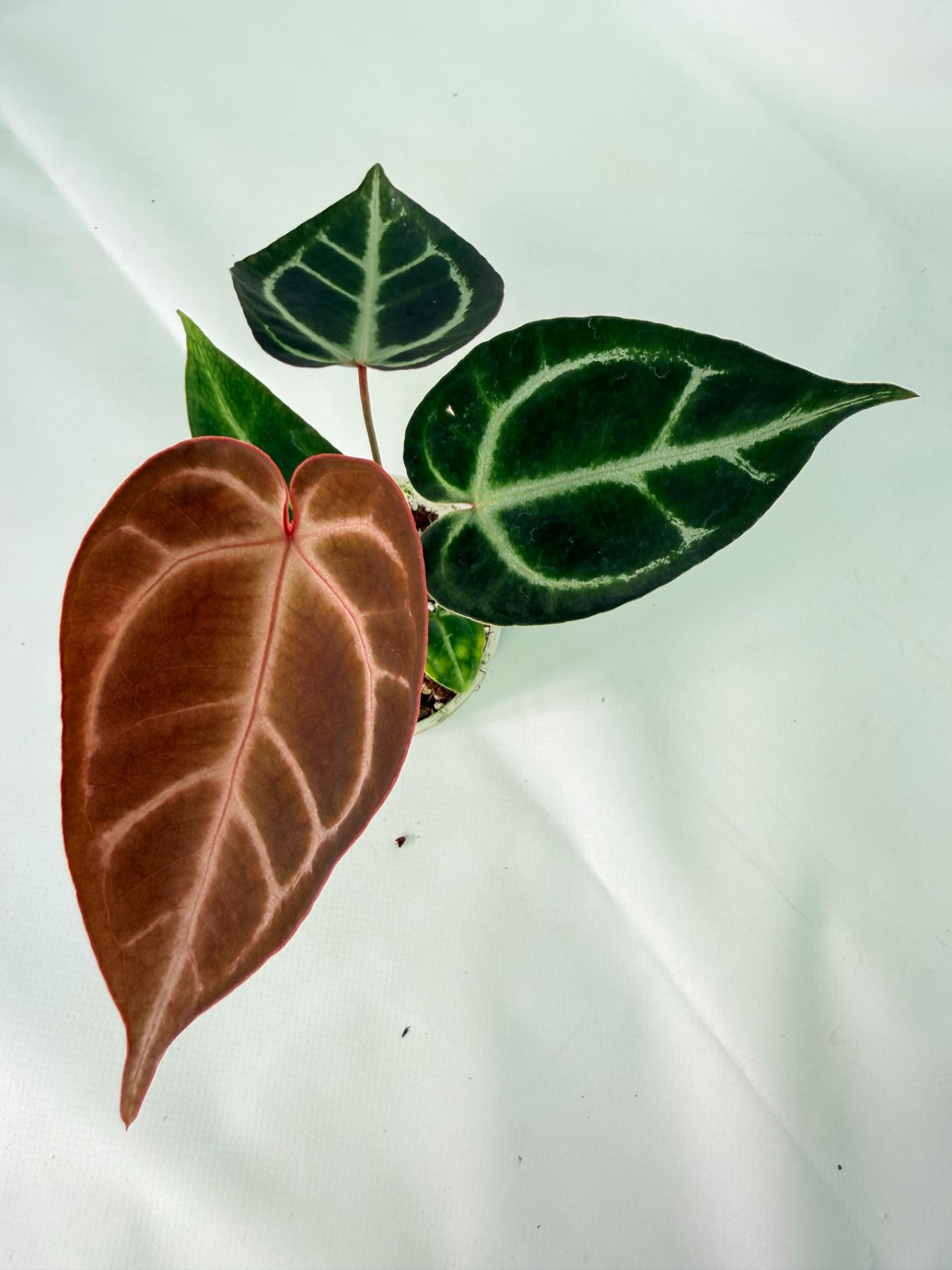 Anthurium Red Crystallinum x Dorayaki 07