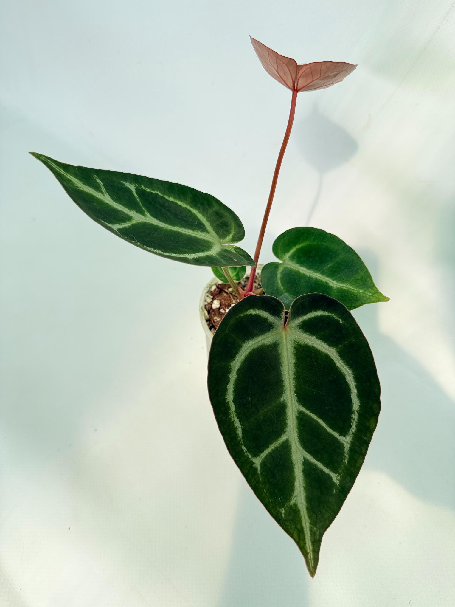 Anthurium Red Crystallinum x Dorayaki 01