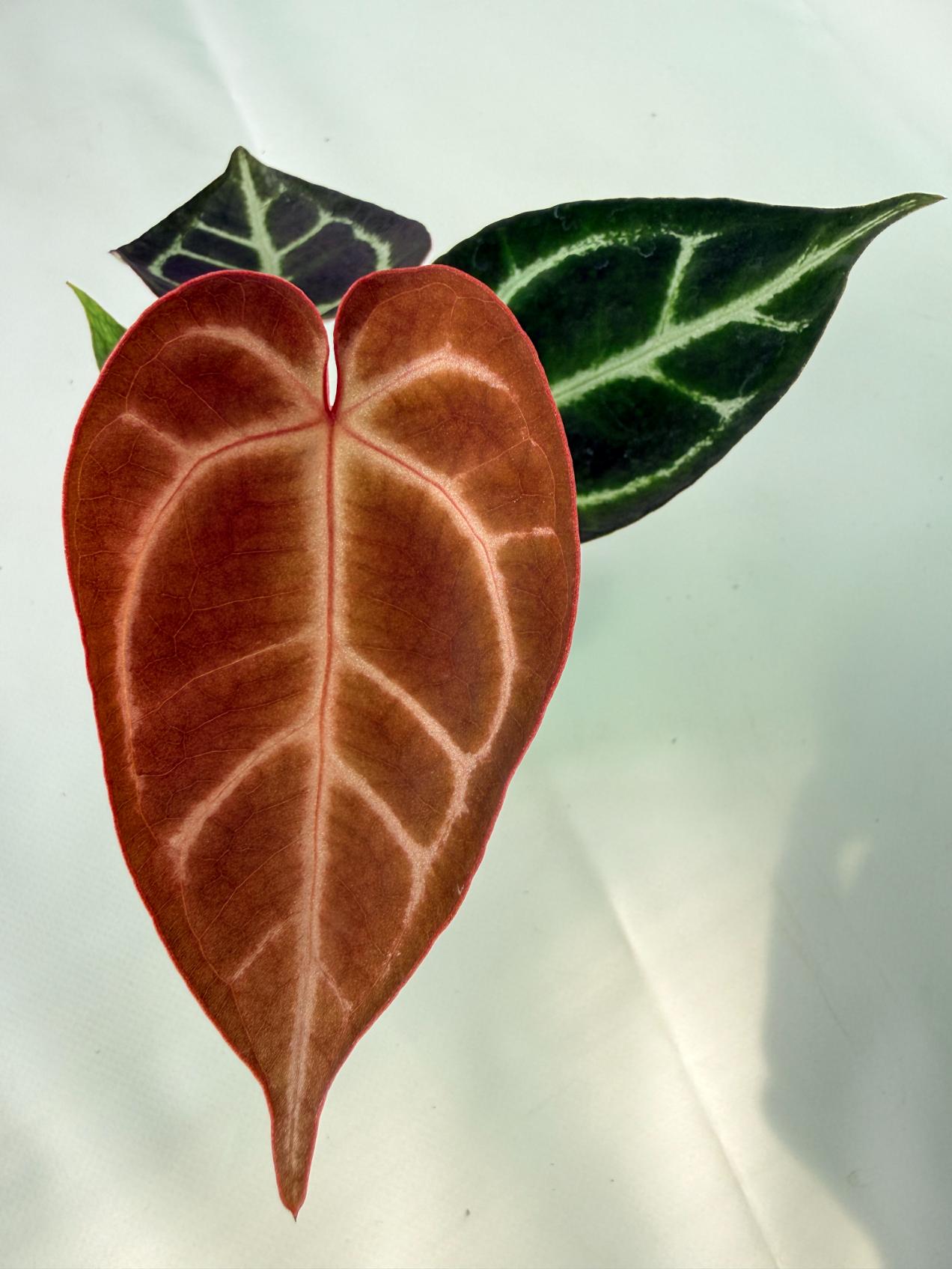 Anthurium Red Crystallinum x Dorayaki 02