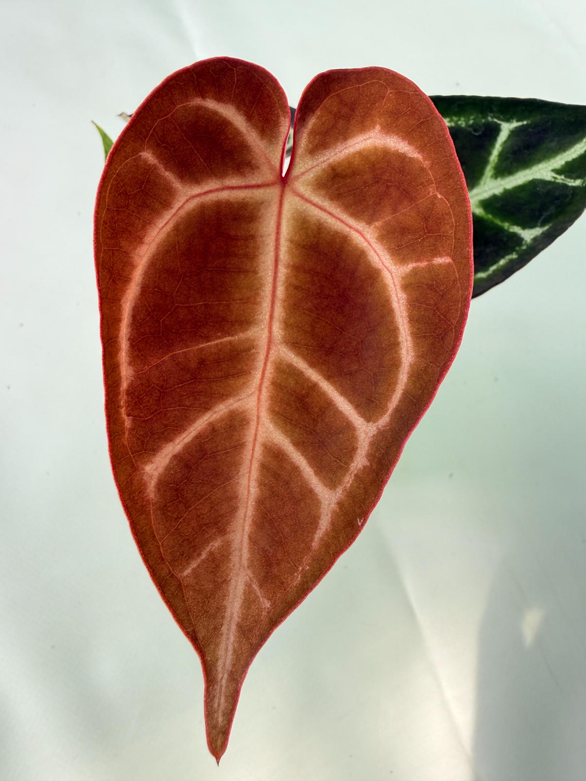 Anthurium Red Crystallinum x Dorayaki 03