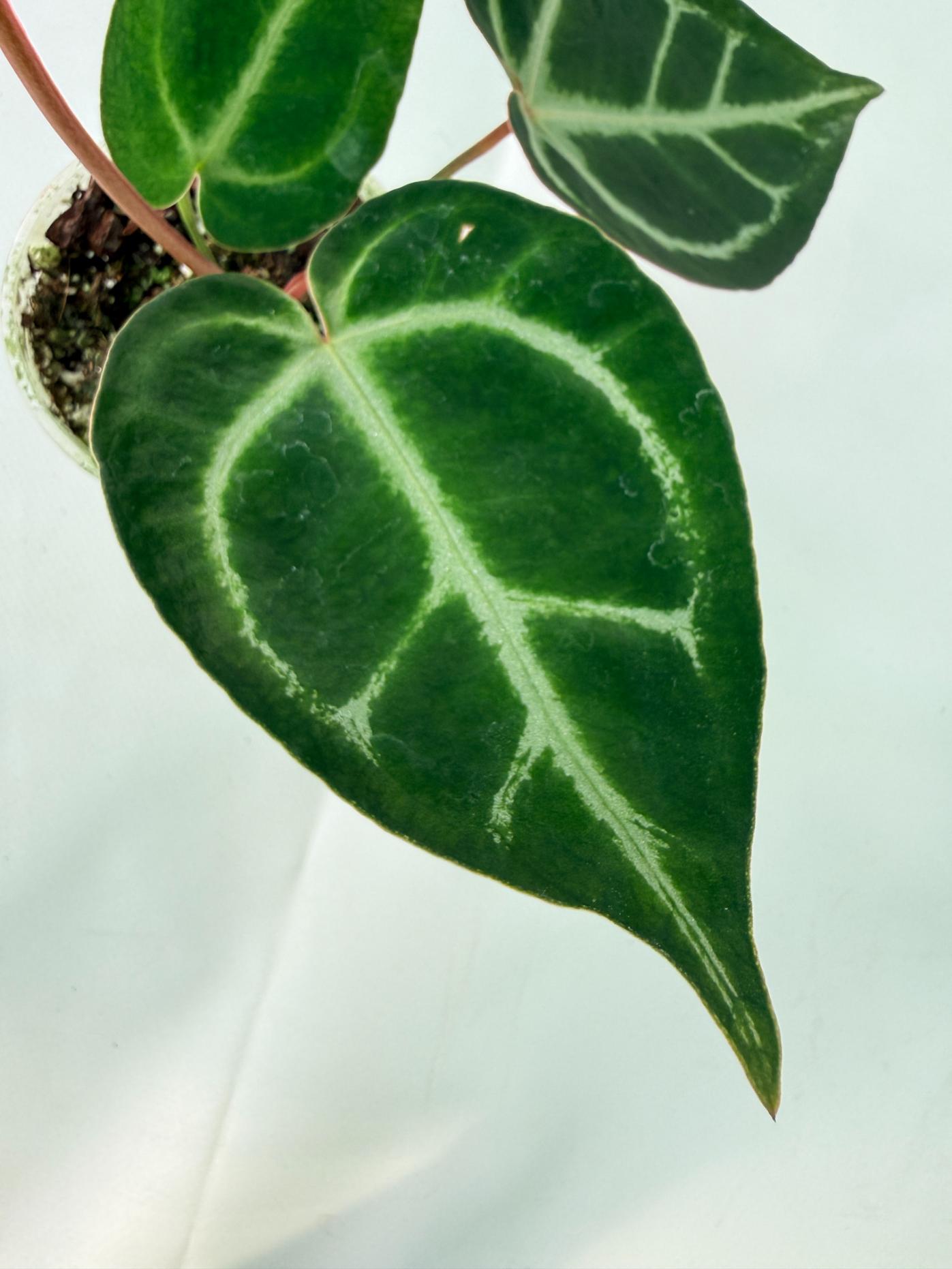 Anthurium Red Crystallinum x Dorayaki 04