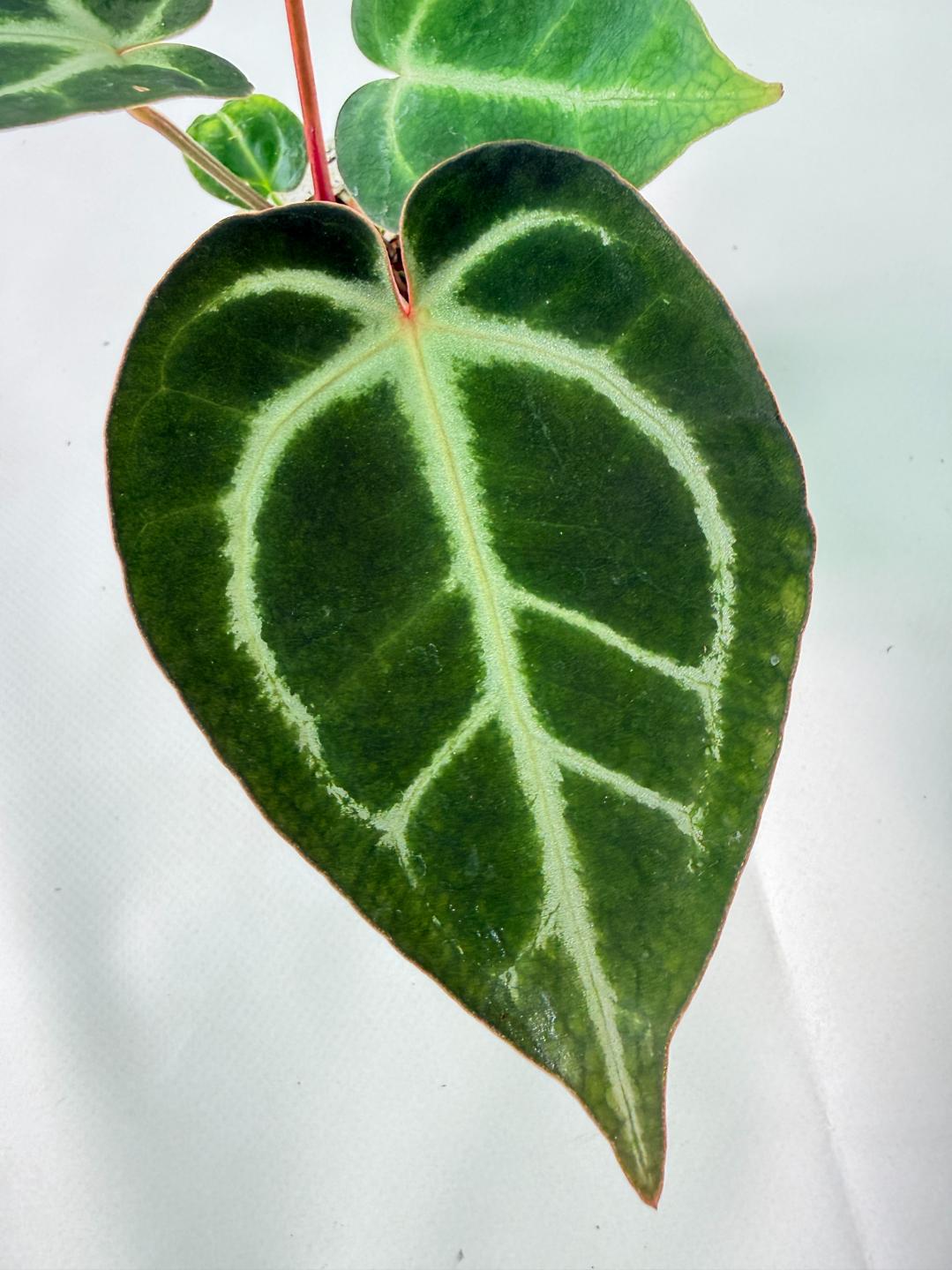 Anthurium Red Crystallinum x Dorayaki 05