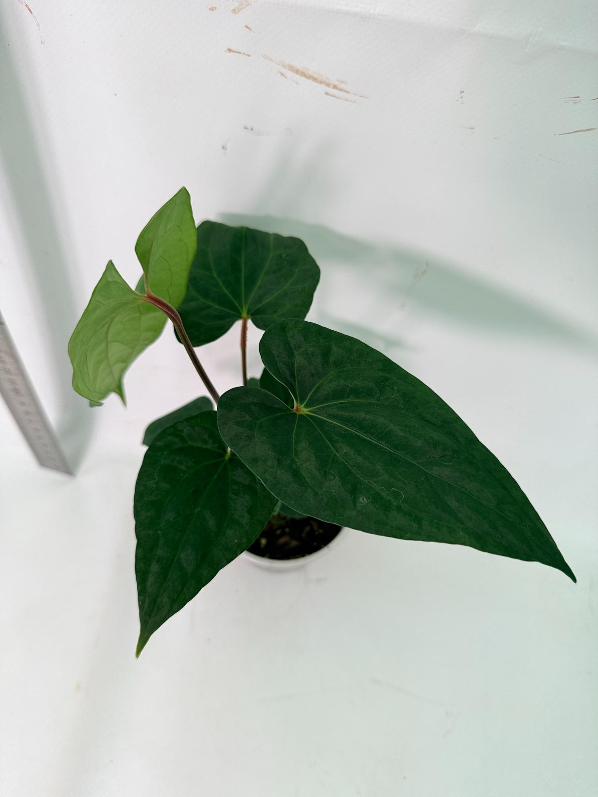 Anthurium Dark Phoenix