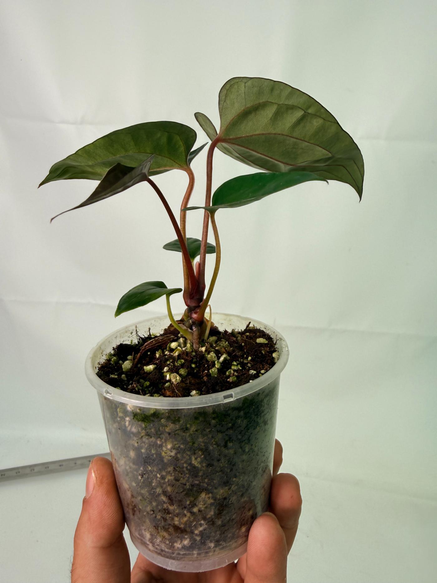 Anthurium Red Vein Dark Phoenix x Red Vein Dark Sweetheart 5